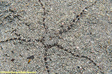 brittle star